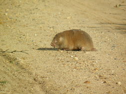 Image of Dune Mole Rats