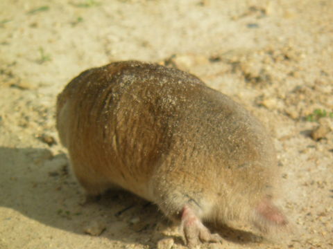 Image of Dune Mole Rats