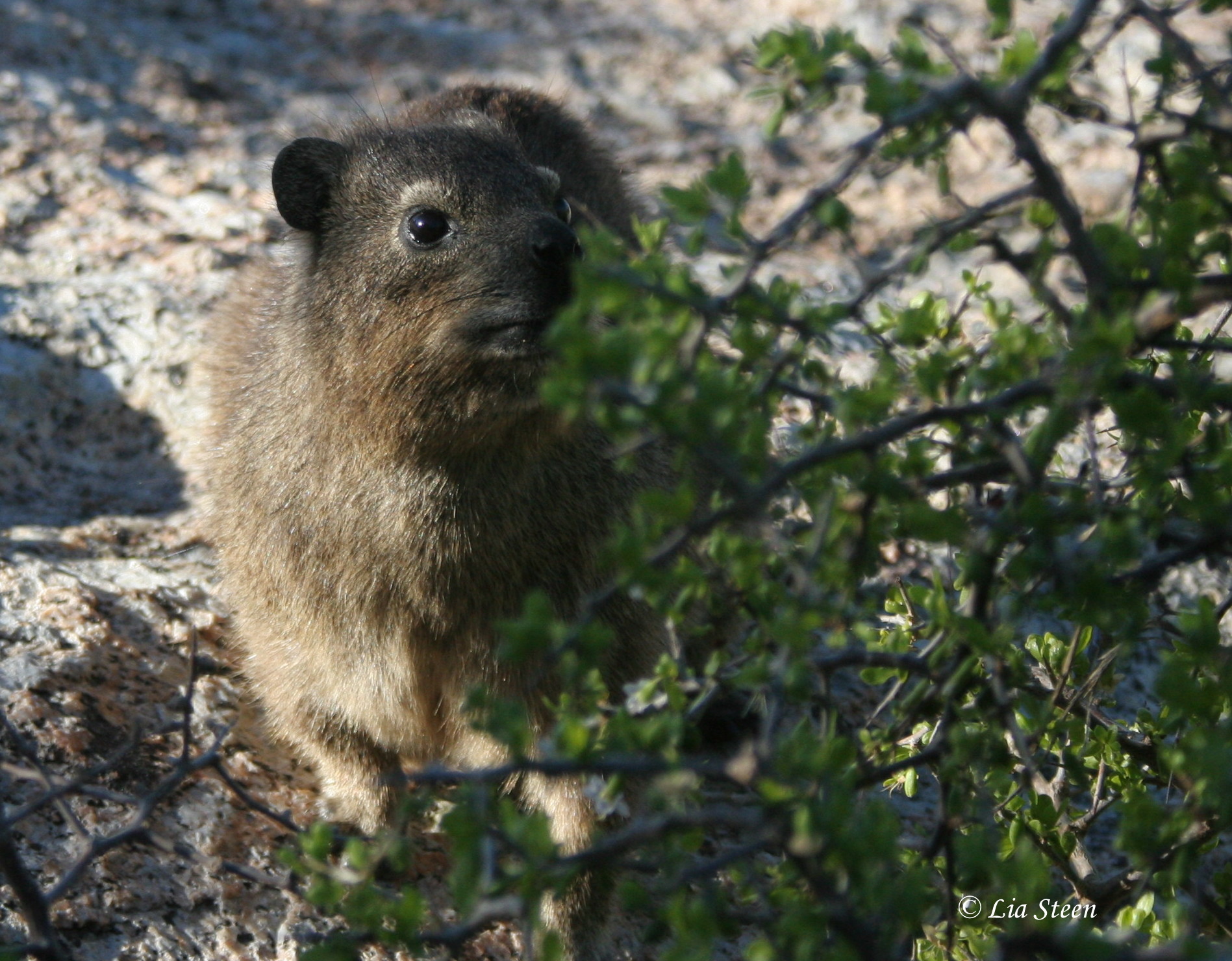 Imagem de Procavia Storr 1780