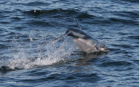 Слика од Lagenorhynchus Gray 1846