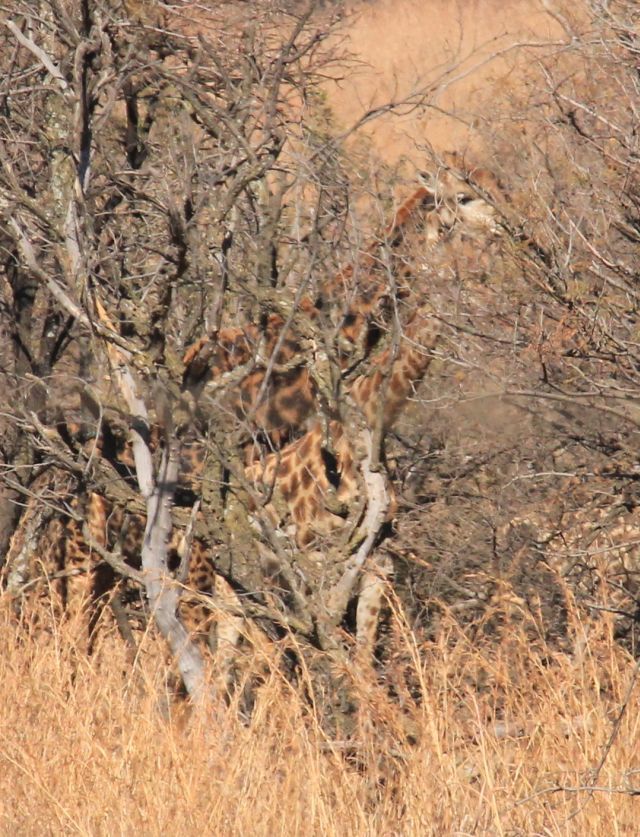 Image of South African Giraffe