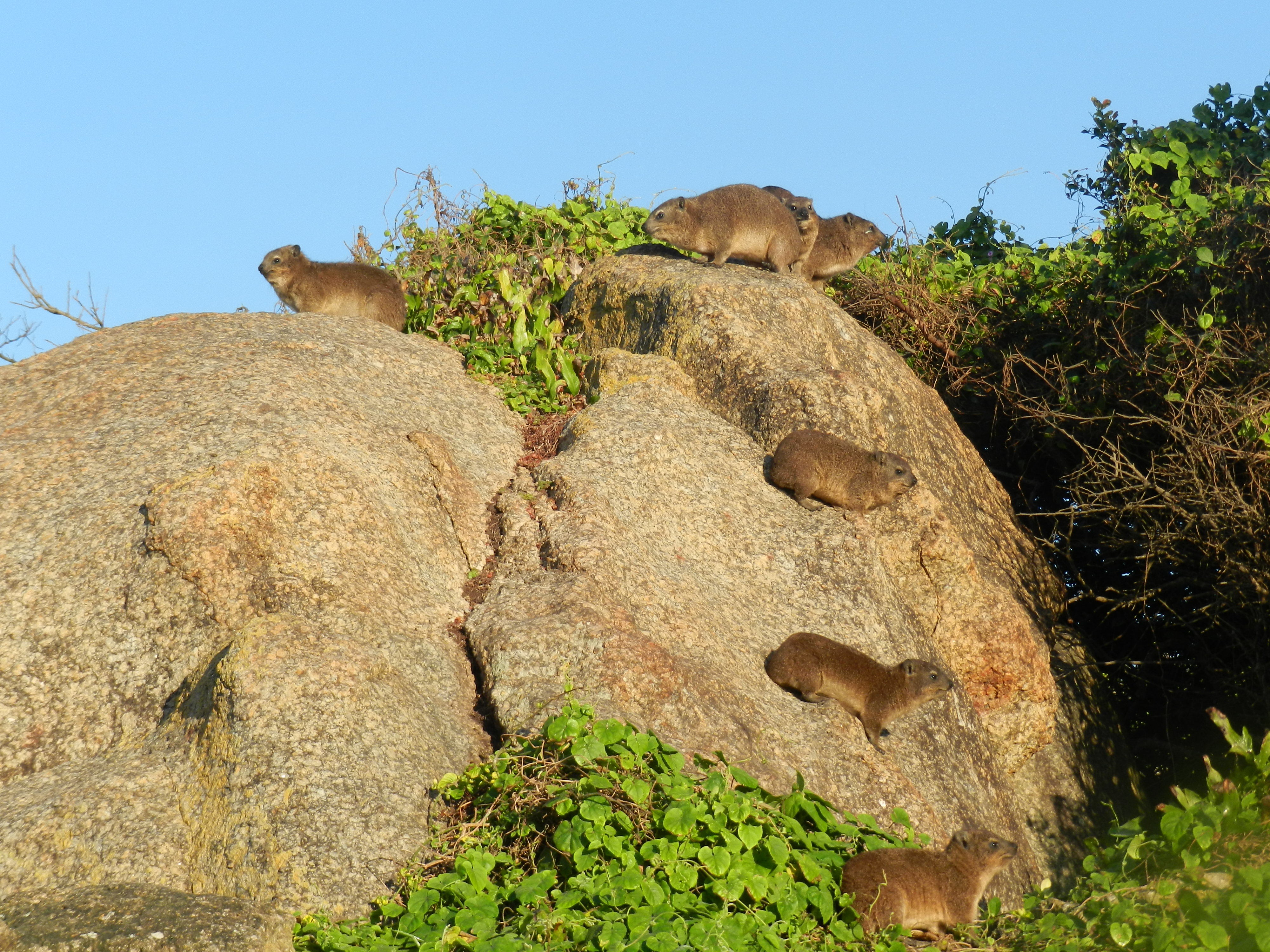 Image of Rock Hyrax