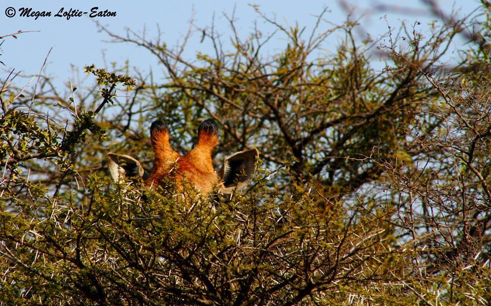 Image of South African Giraffe