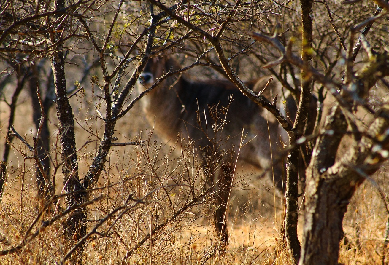 Image of Ellipsen Waterbuck