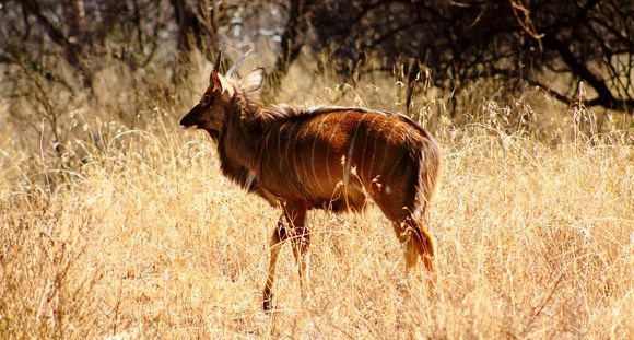 Imagem de Tragelaphus angasii Angas 1849