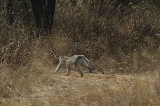 Image of Vervet Monkey