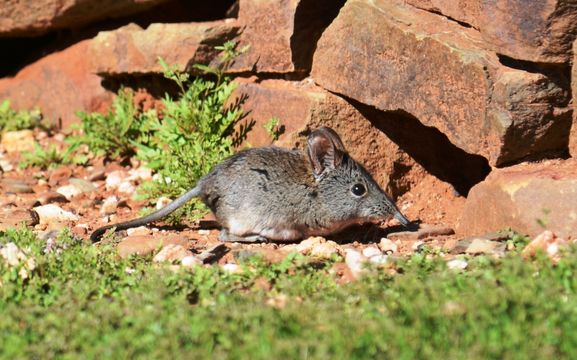 Image of Cape Elephant Shrew