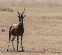 Image of Blesbok