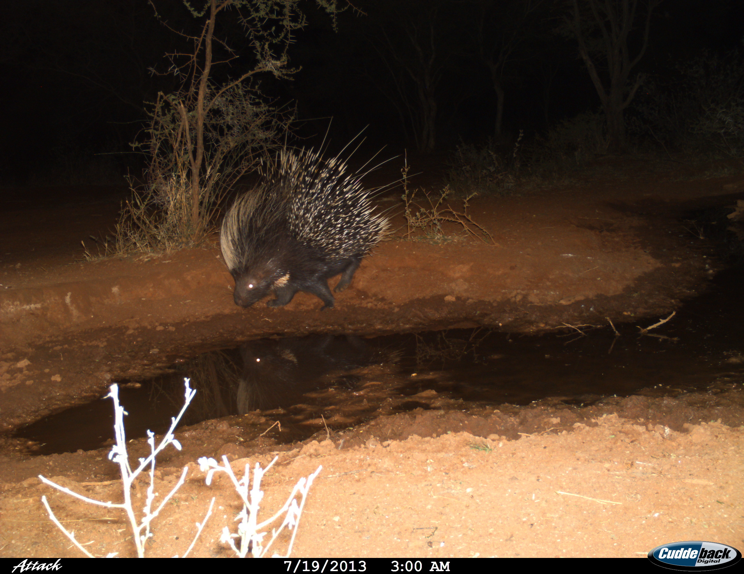 Image of African Porcupine