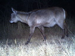 Image of Ellipsen Waterbuck