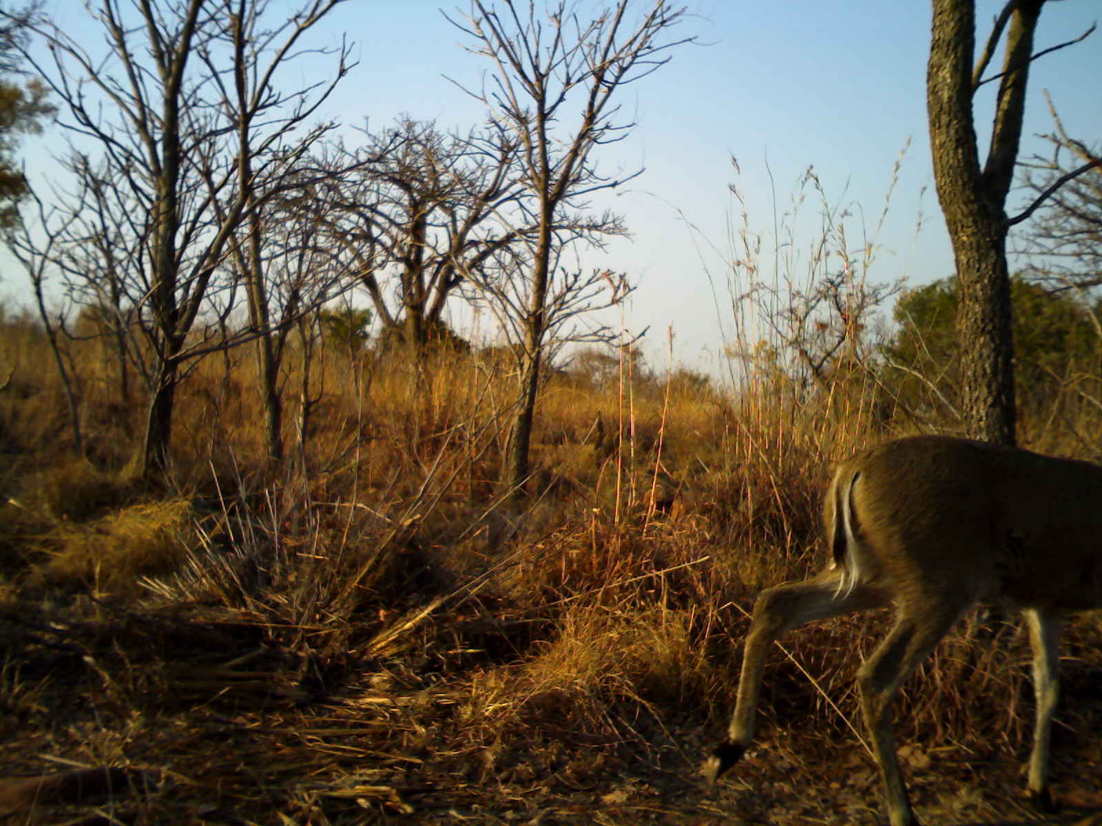 Image of Common Duiker