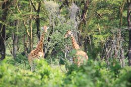 Image of Reticulated Giraffe