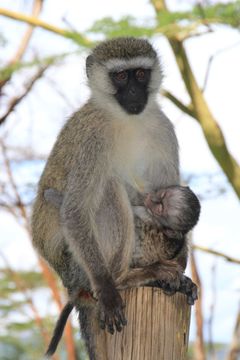 Image of Vervet Monkey