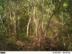 Image of Bushbuck