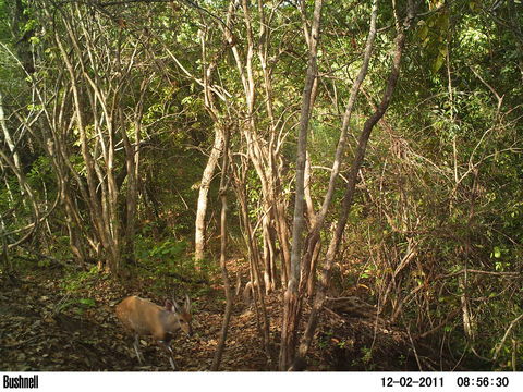 Image of Bushbuck