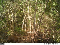 Image of Bushbuck