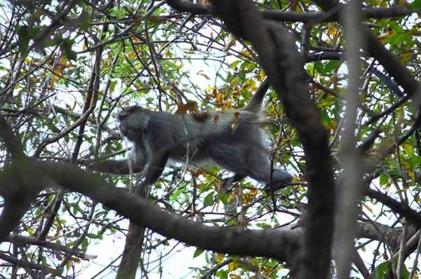 Image of Samango Monkey