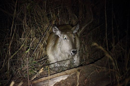 Image of Ellipsen Waterbuck