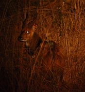 Image of Bushbuck