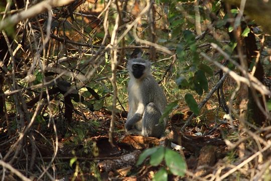 Image of Vervet Monkey