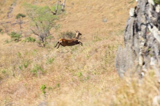 Image of Bushbuck