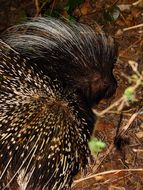 Image of African Porcupine