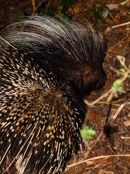 Image of African Porcupine