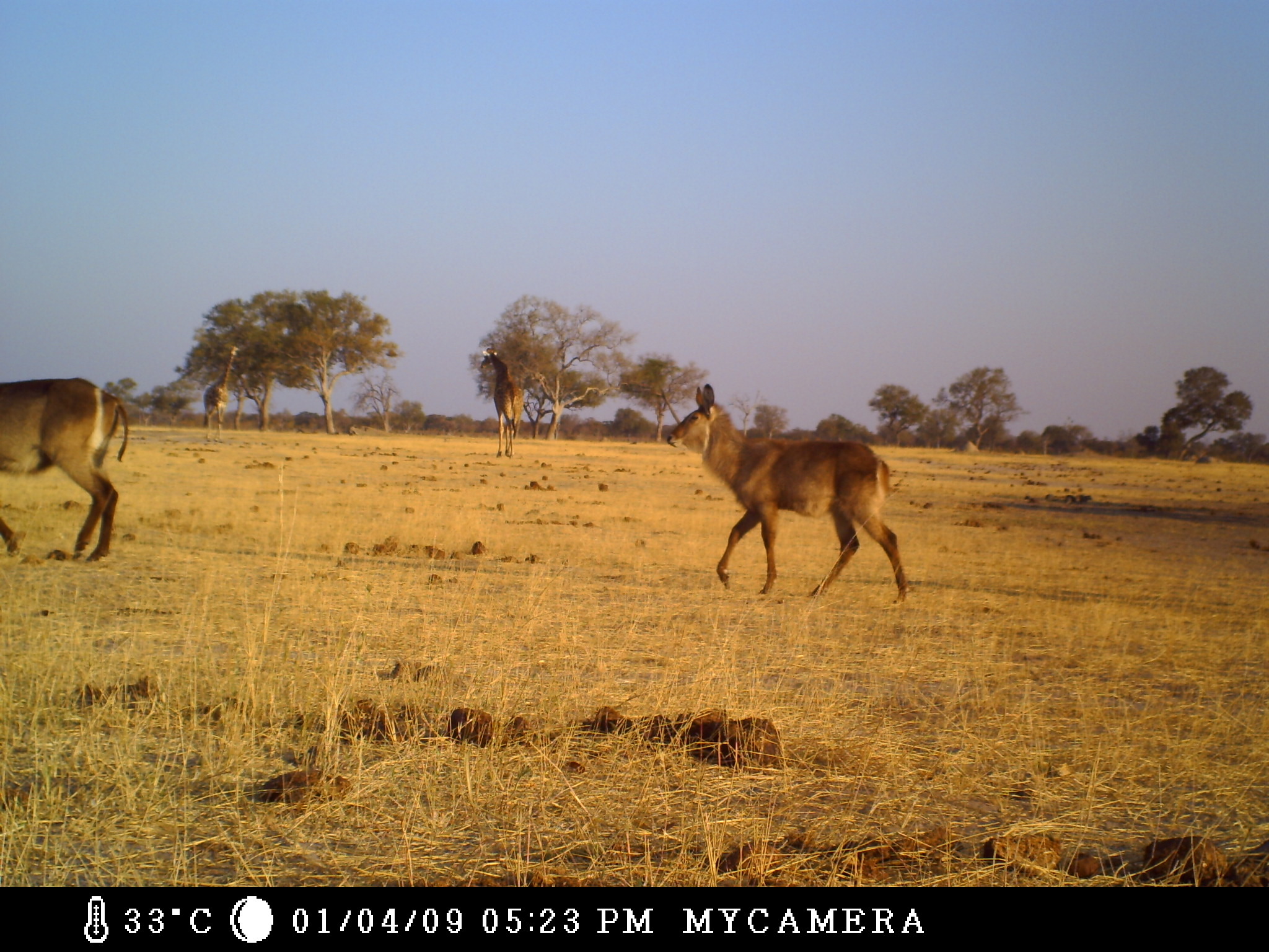 Image of Ellipsen Waterbuck