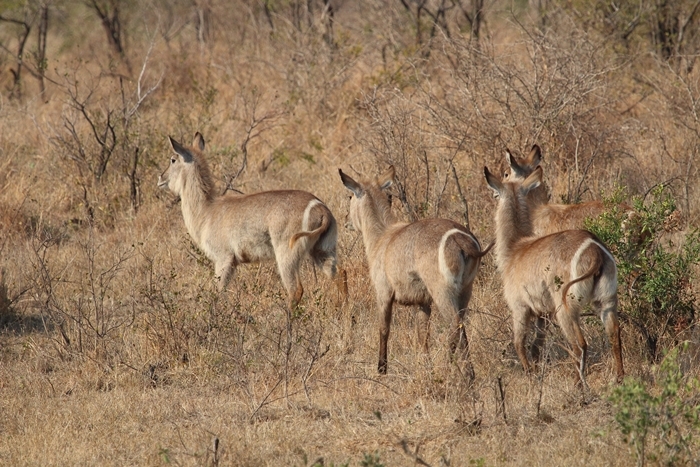 Image of Ellipsen Waterbuck