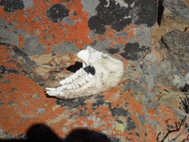 Image of Rock Hyrax