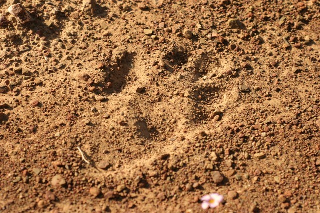 Image of African Clawless Otter