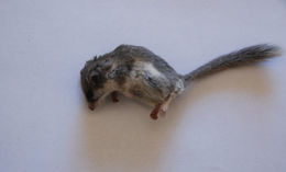 Image of Cape Dormouse