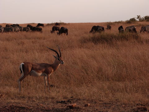 Image of Grant's Gazelle