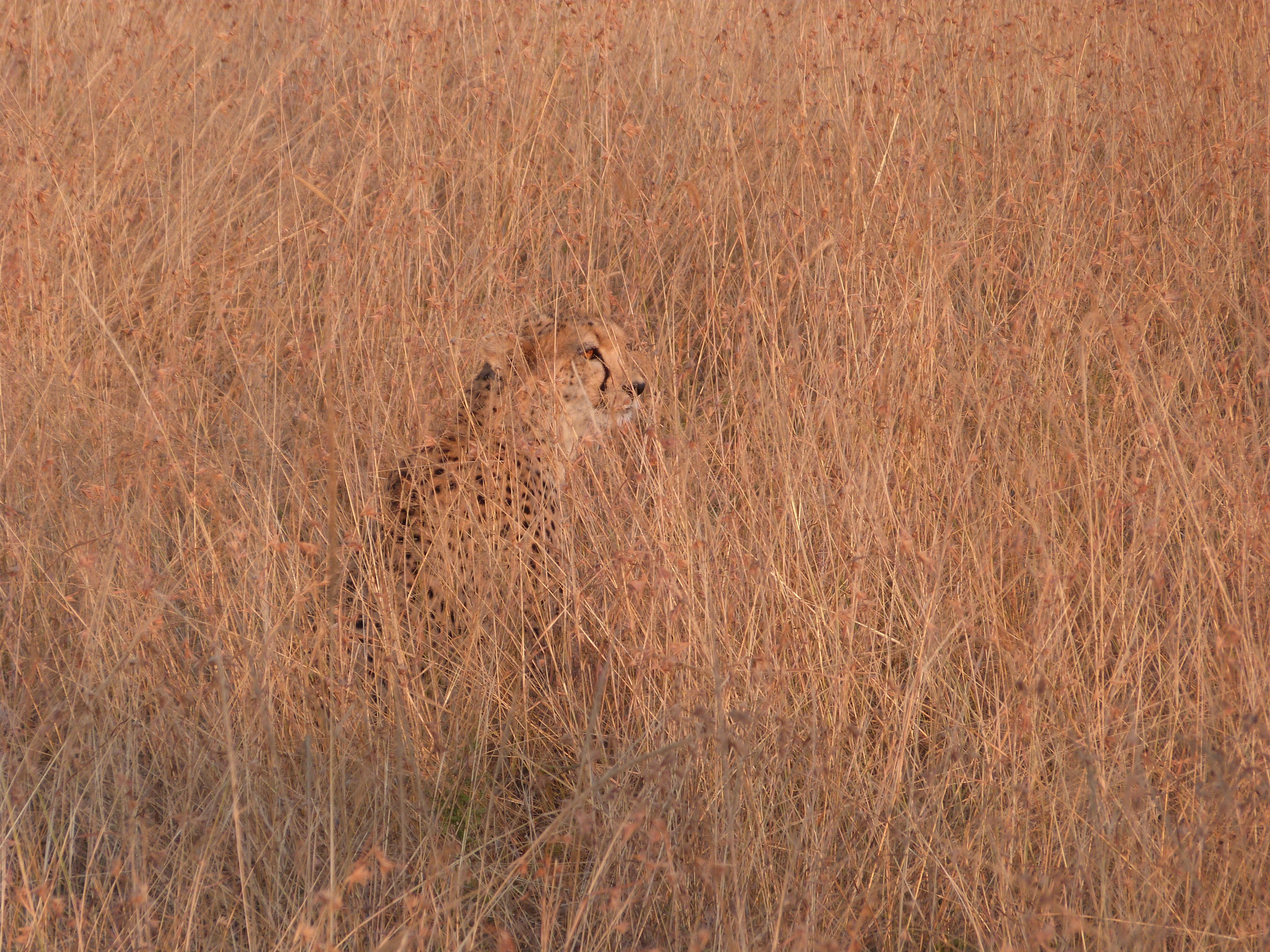 Image de Acinonyx Brookes 1828