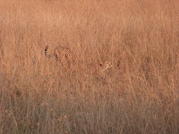 Image de Acinonyx Brookes 1828