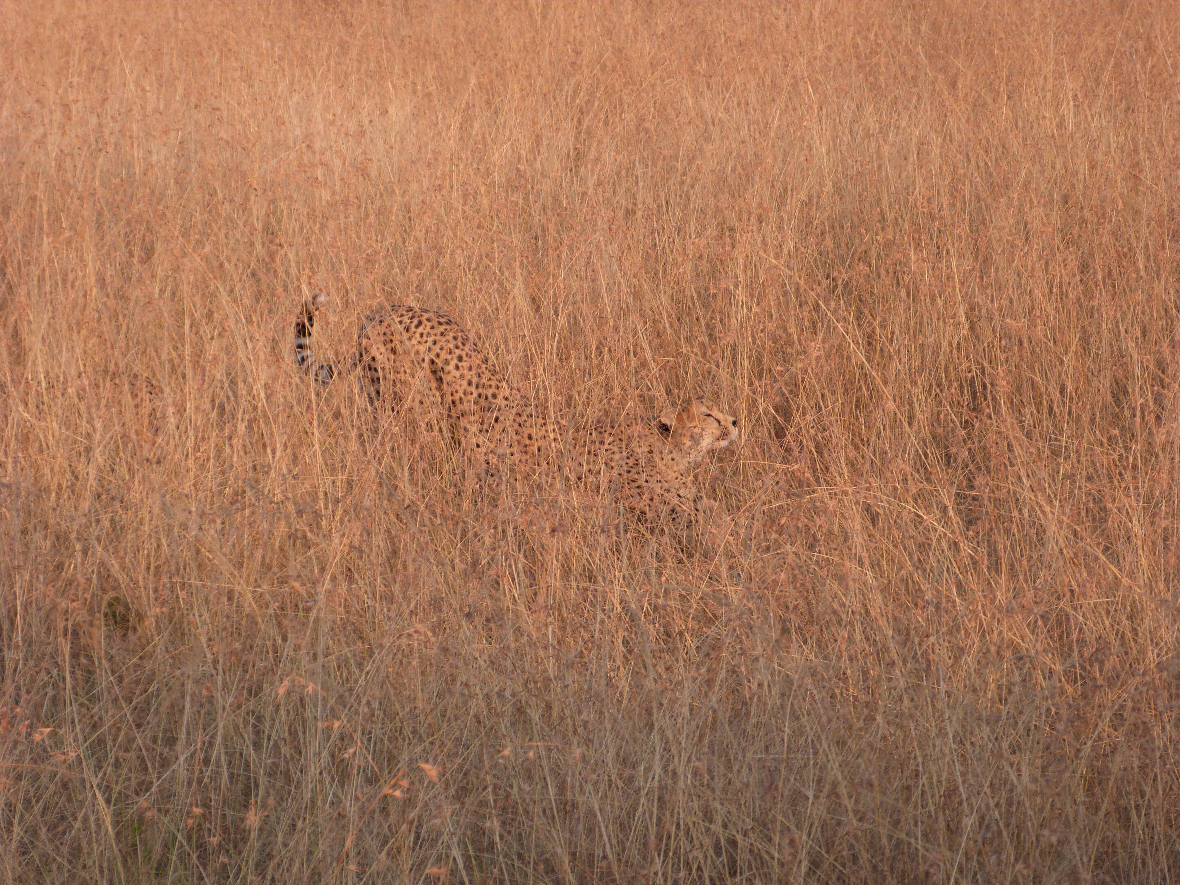 Image de Acinonyx Brookes 1828