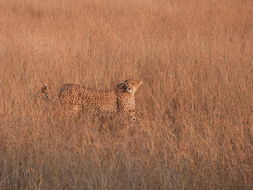 Image de Acinonyx Brookes 1828