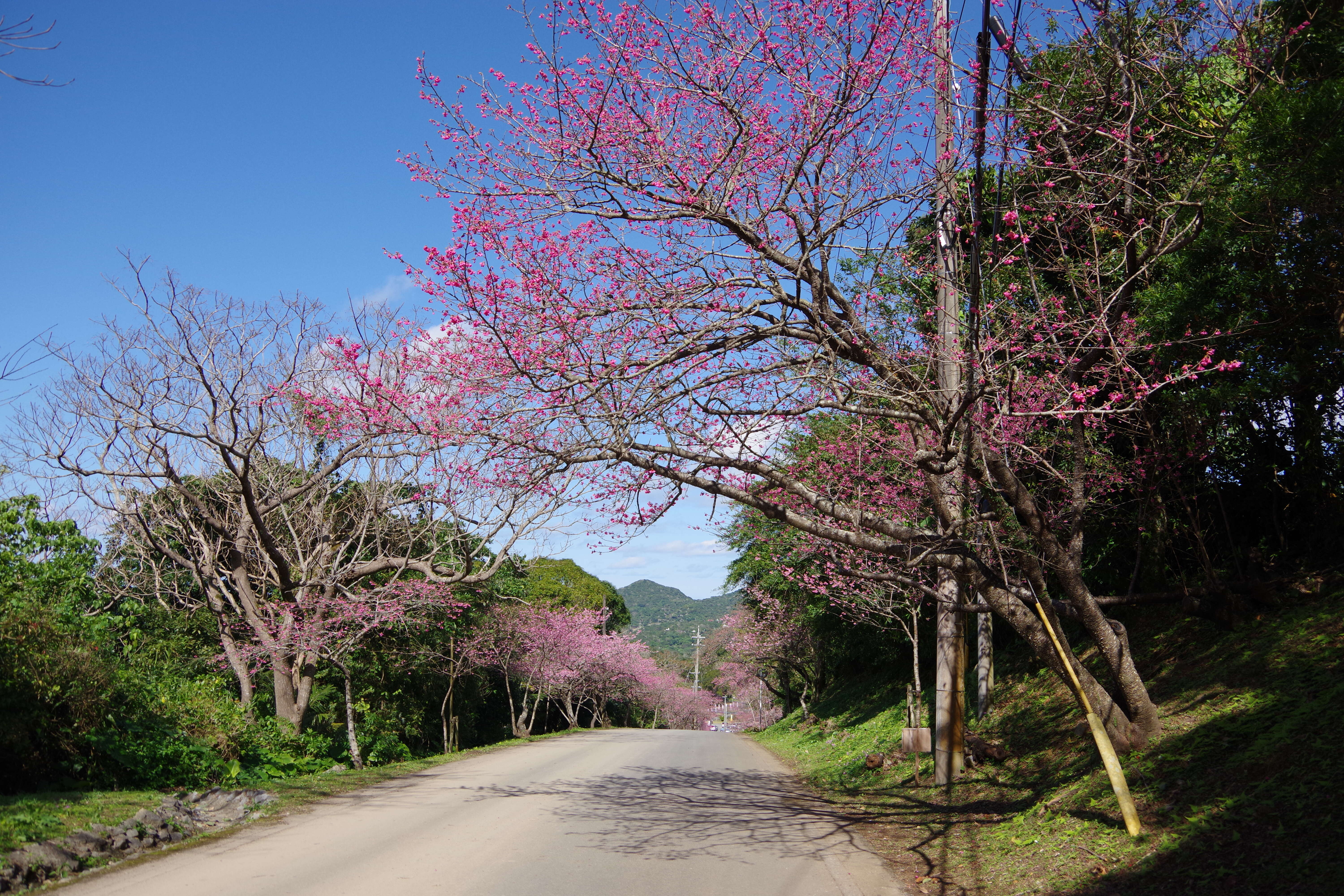 Imagem de Prunus campanulata Maxim.