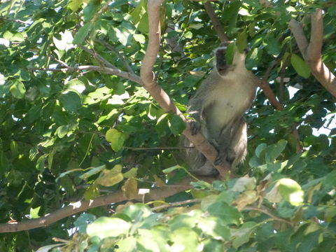 Image of Vervet Monkey