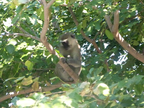 Image of Vervet Monkey