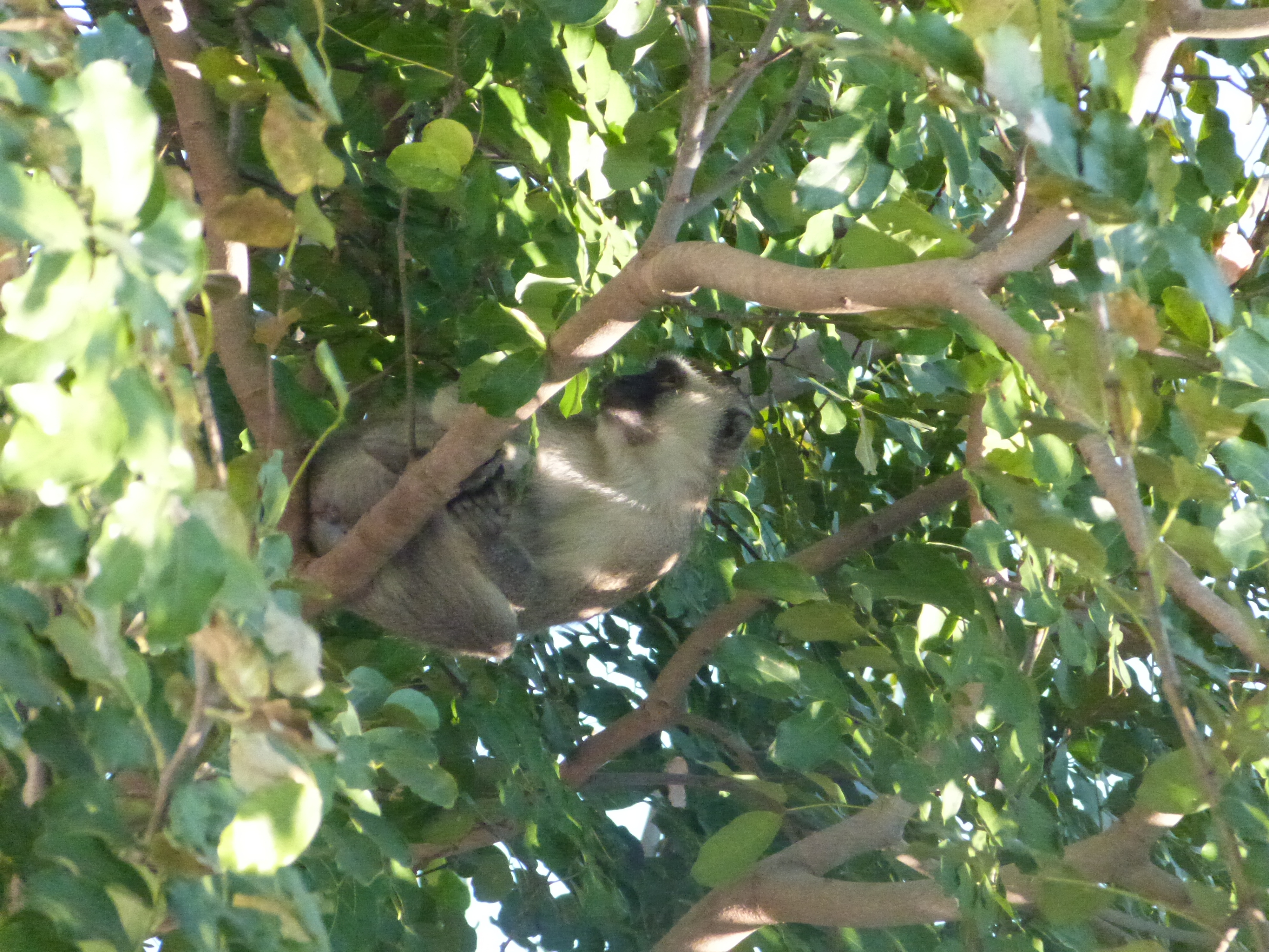 Image of Vervet Monkey