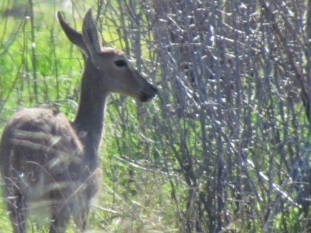 Image of Grey Rhebok