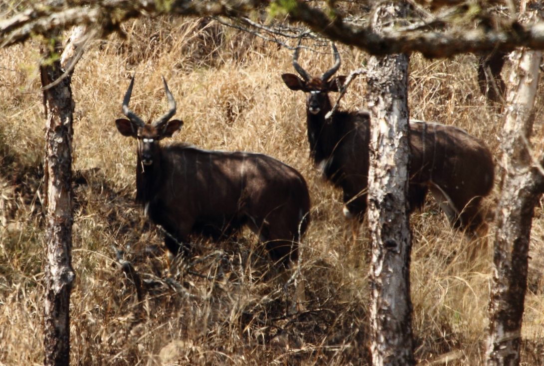 Image of Nyala