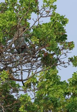 Image of Vervet Monkey