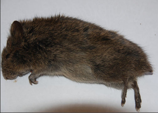 Image of Southern African Vlei Rat