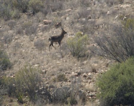 Image of Ellipsen Waterbuck