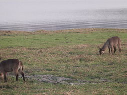 Image of Ellipsen Waterbuck