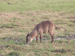 Image of Ellipsen Waterbuck