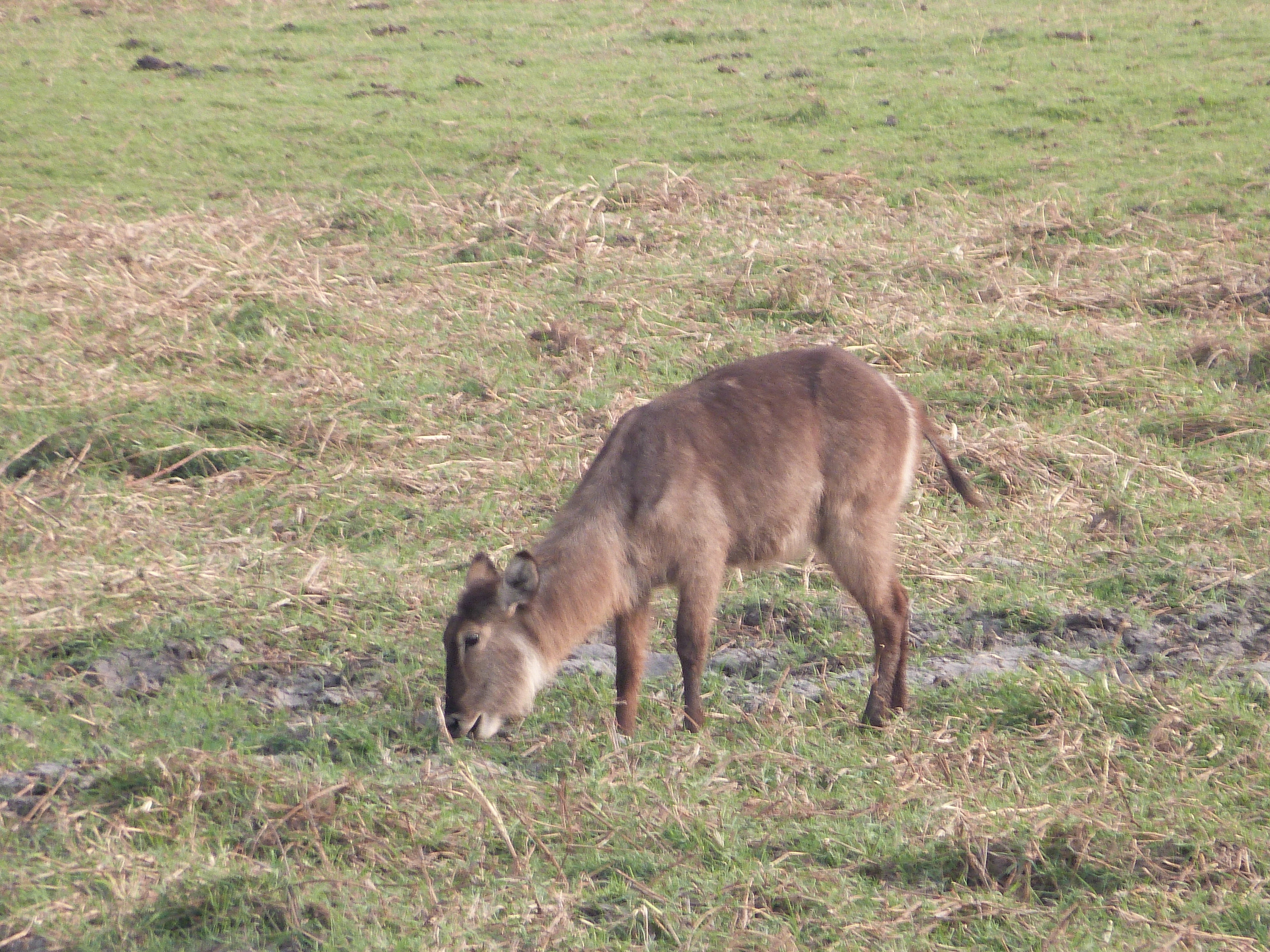 Image of Ellipsen Waterbuck