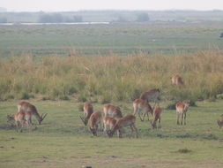 Image of Red Lechwe